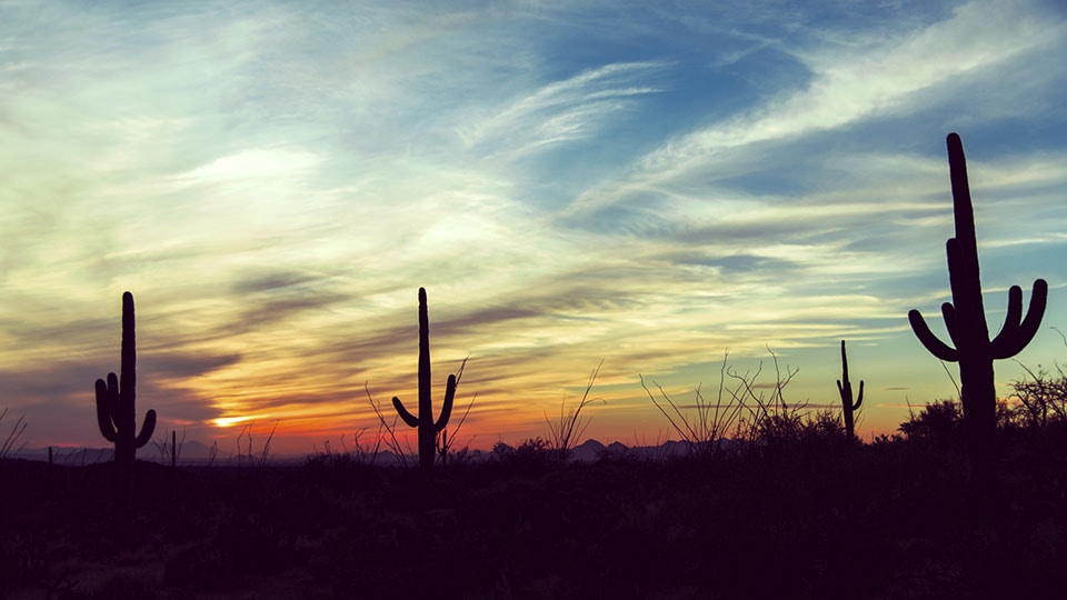 Vintage sunset at Saguaro National Park, Arizona