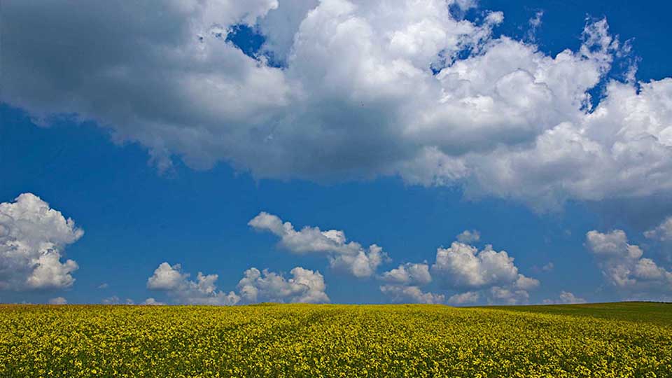 Blue skies and wildflowers in Bavaria