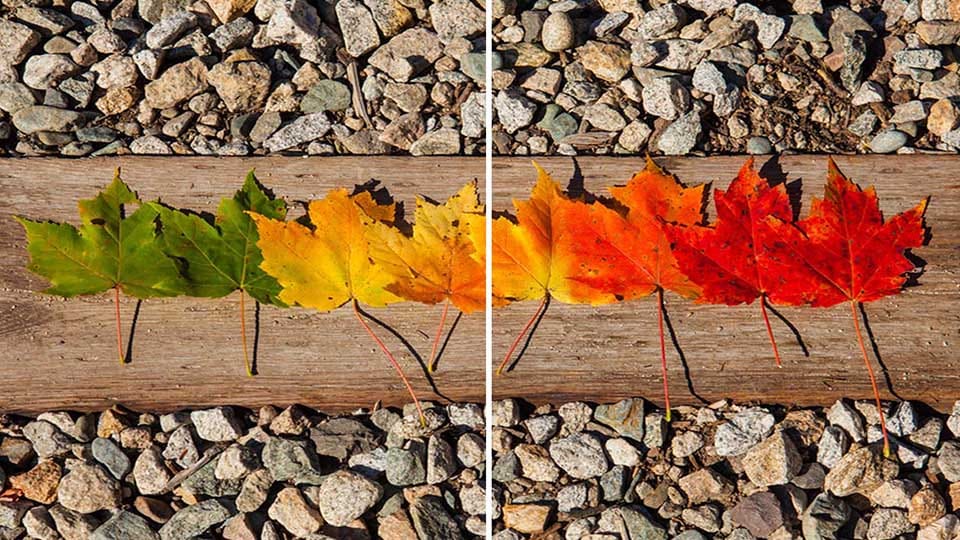 The Shades of Autumn taken in the White Mountains in New Hampshire 